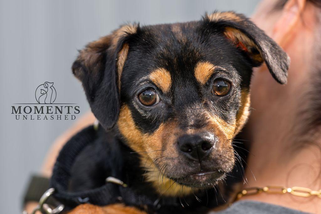 Frollo, a Adoptable mixed breed in Myakka City, FL image 2/4