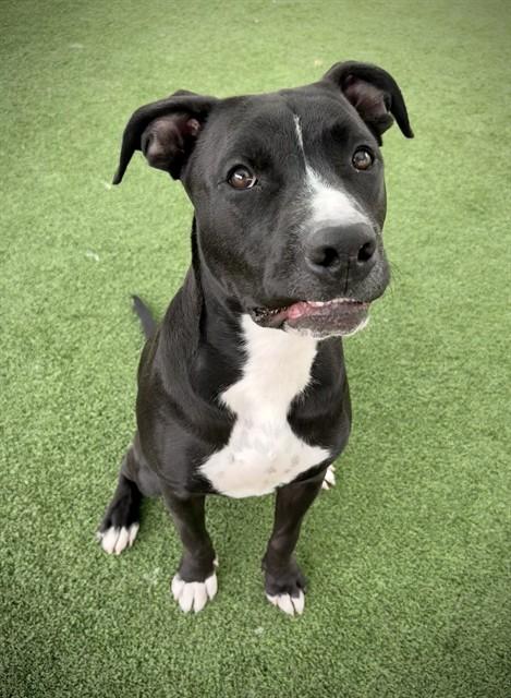 Enlarge ARLO, a Adoptable Pit Bull Terrier in Castaic, CA image 1/1