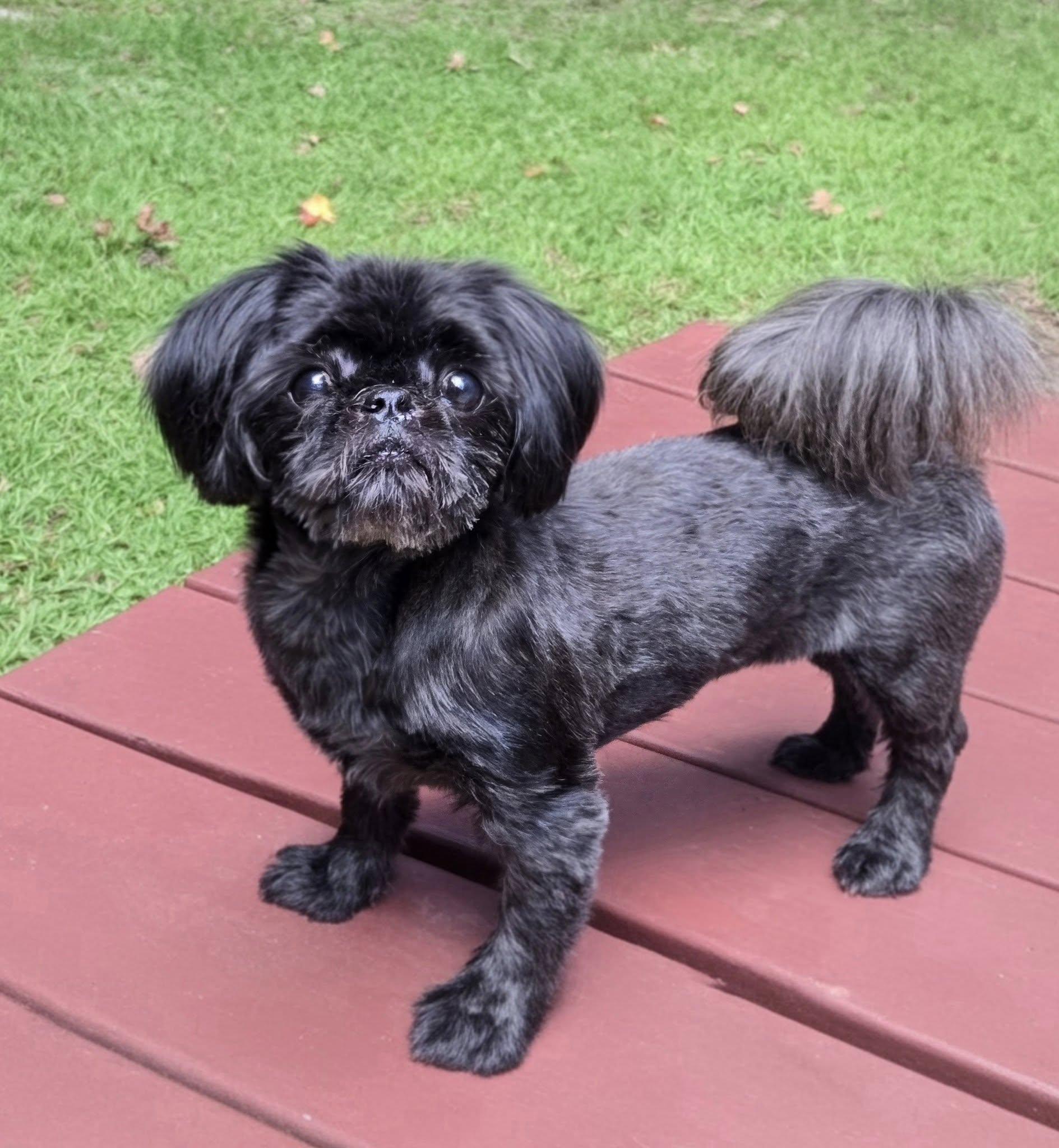 Pumpkin, a Adoptable Shih Tzu in Williamsburg, VA image 3/6