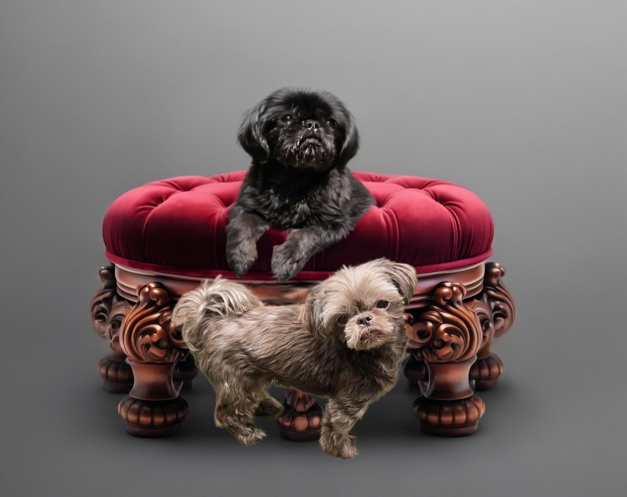 Pumpkin, a Adoptable Shih Tzu in Williamsburg, VA image 4/6