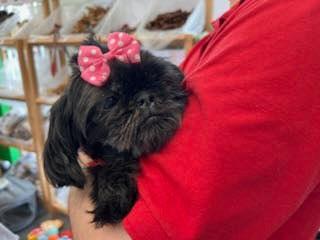 Pumpkin, a Adoptable Shih Tzu in Williamsburg, VA image 6/6