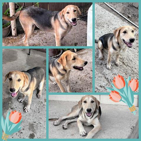 Enlarge Tulip, a Adoptable mixed breed in Nashua, NH image 2/6