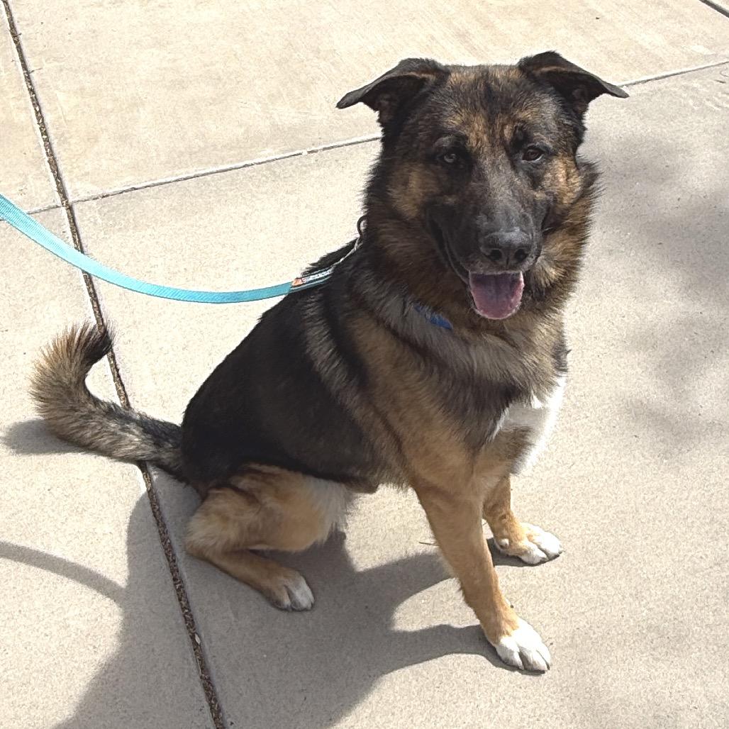 Enlarge Dumbledore, a Adoptable mixed breed in Albuquerque, NM image 1/4