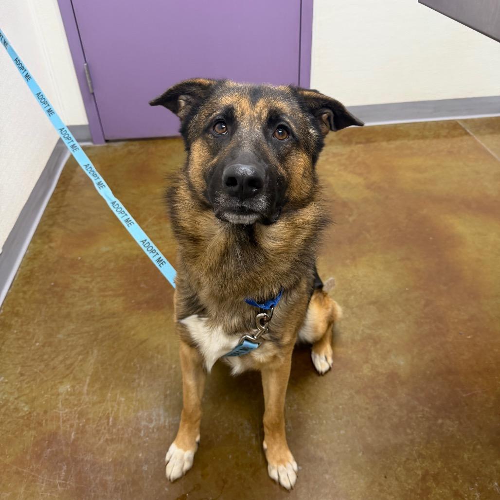 Enlarge Dumbledore, a Adoptable mixed breed in Albuquerque, NM image 2/4