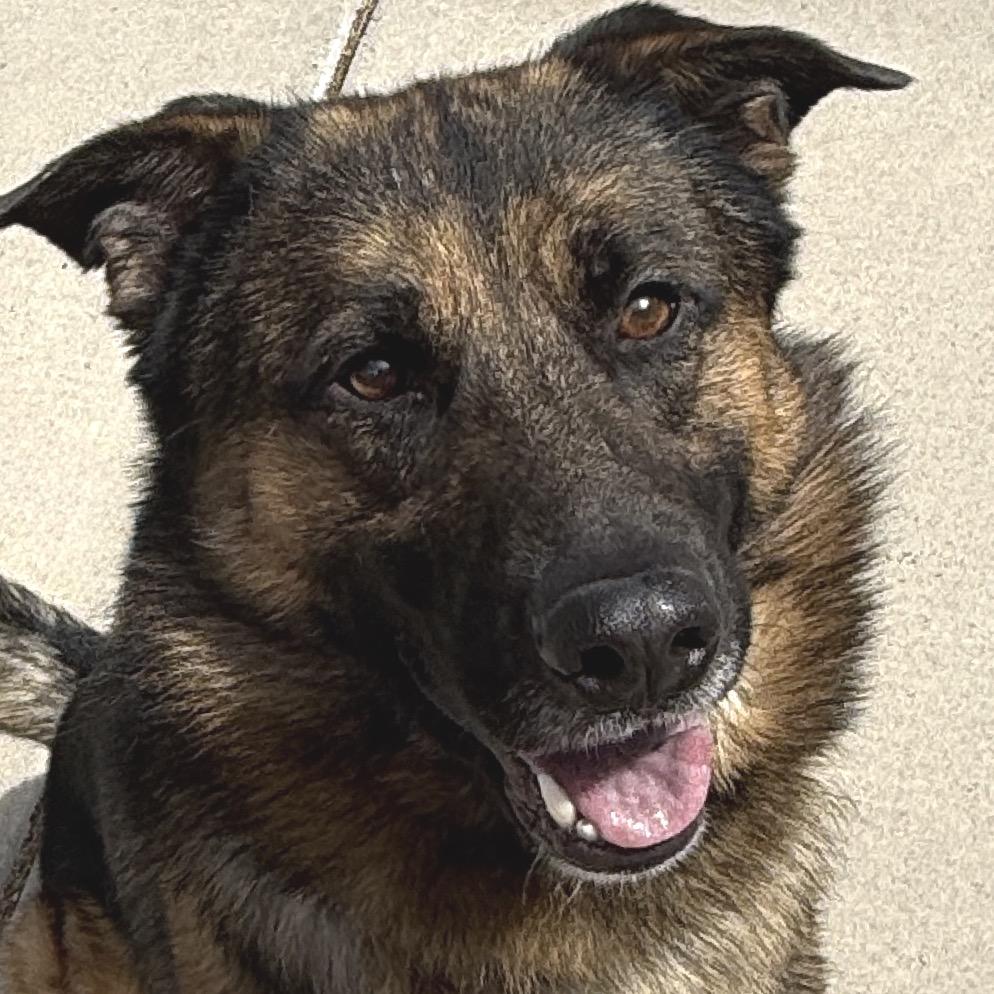Enlarge Dumbledore, a Adoptable mixed breed in Albuquerque, NM image 3/4