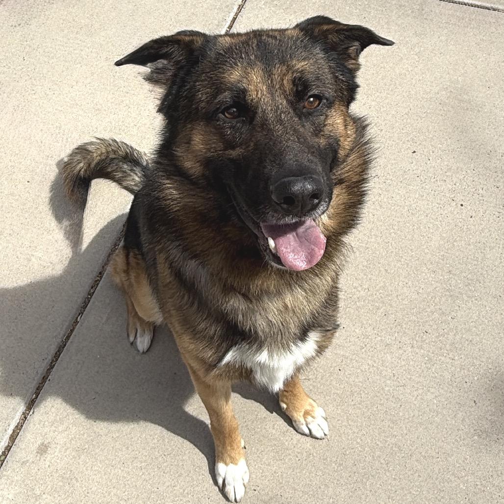 Enlarge Dumbledore, a Adoptable mixed breed in Albuquerque, NM image 4/4