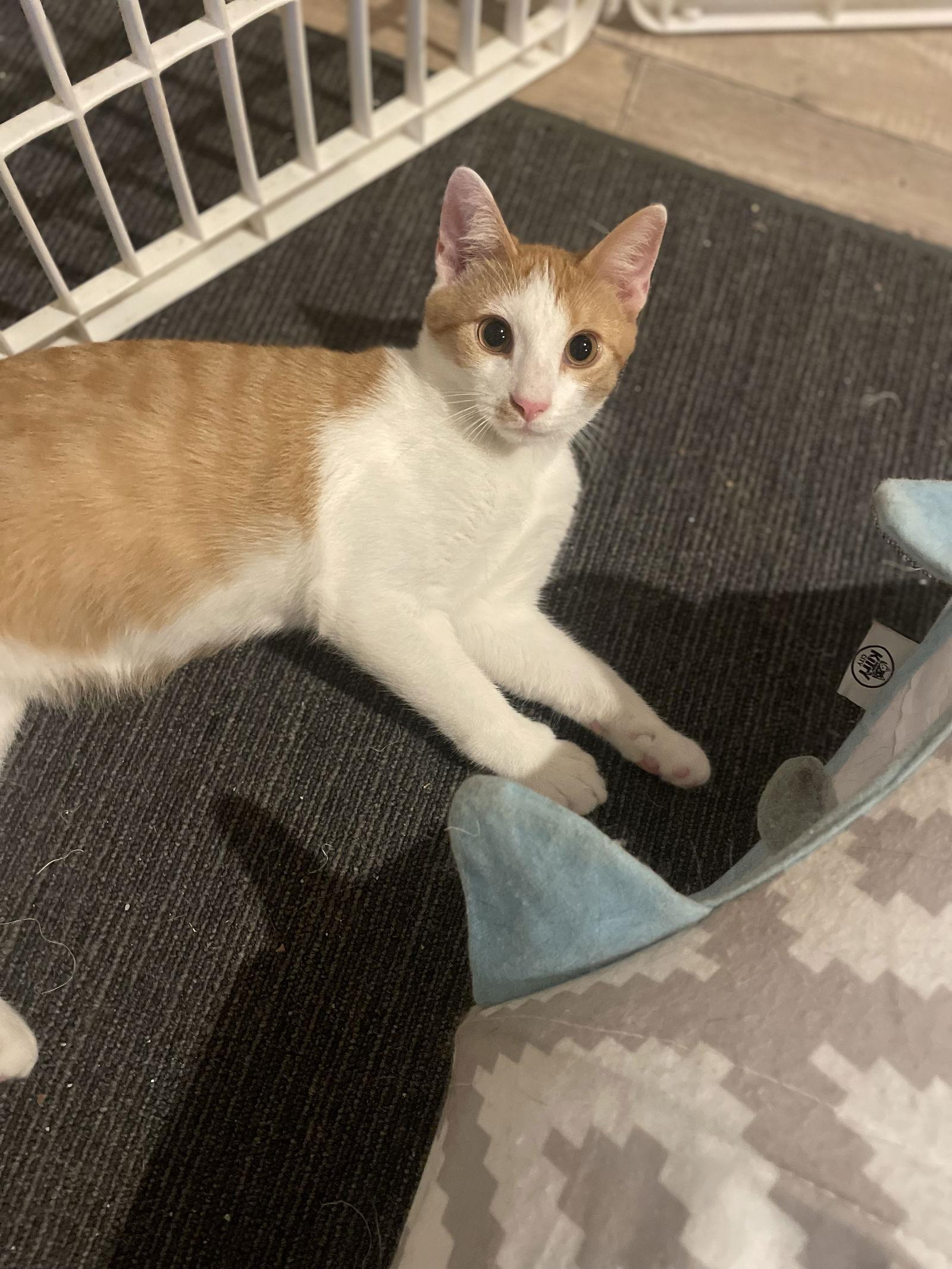 Enlarge Stitch, a Adoptable Domestic Short Hair in Spring City, PA image 1/3