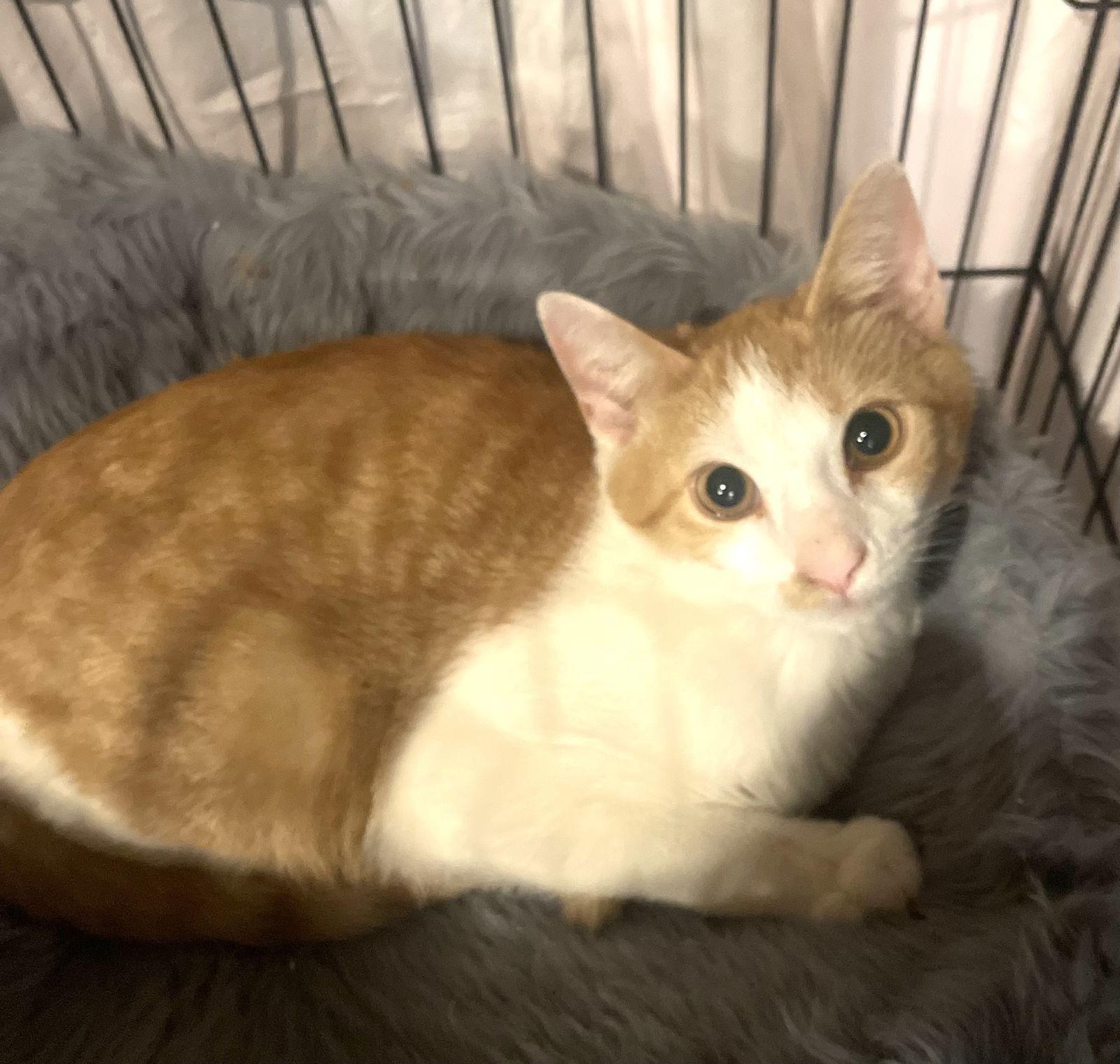 Enlarge Stitch, a Adoptable Domestic Short Hair in Spring City, PA image 2/3