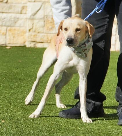 Enlarge Bungee, a Adoptable mixed breed in North Richland Hills, TX image 1/3