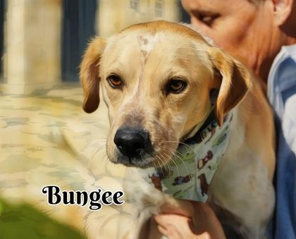 Enlarge Bungee, a Adoptable mixed breed in North Richland Hills, TX image 2/3