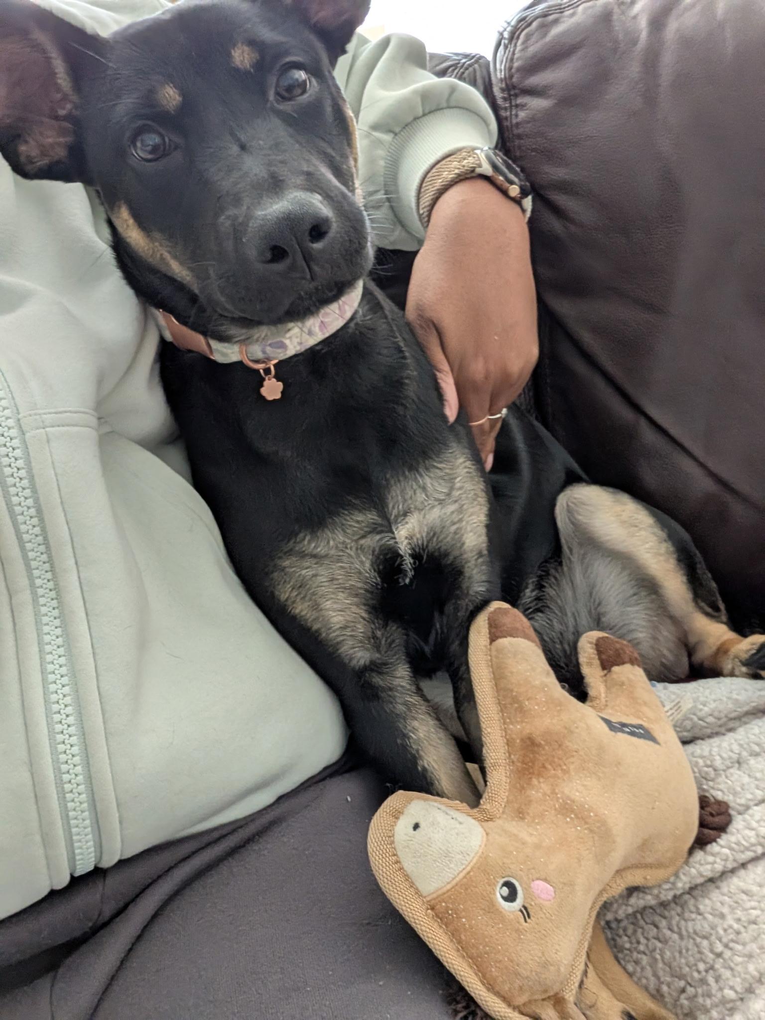 Enlarge Sadie2, a Adoptable mixed breed in Lakeland, TN image 4/6