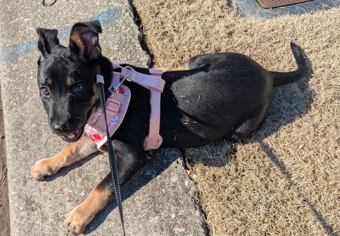 Sadie2, a Adoptable mixed breed in Lakeland, TN image 5/6