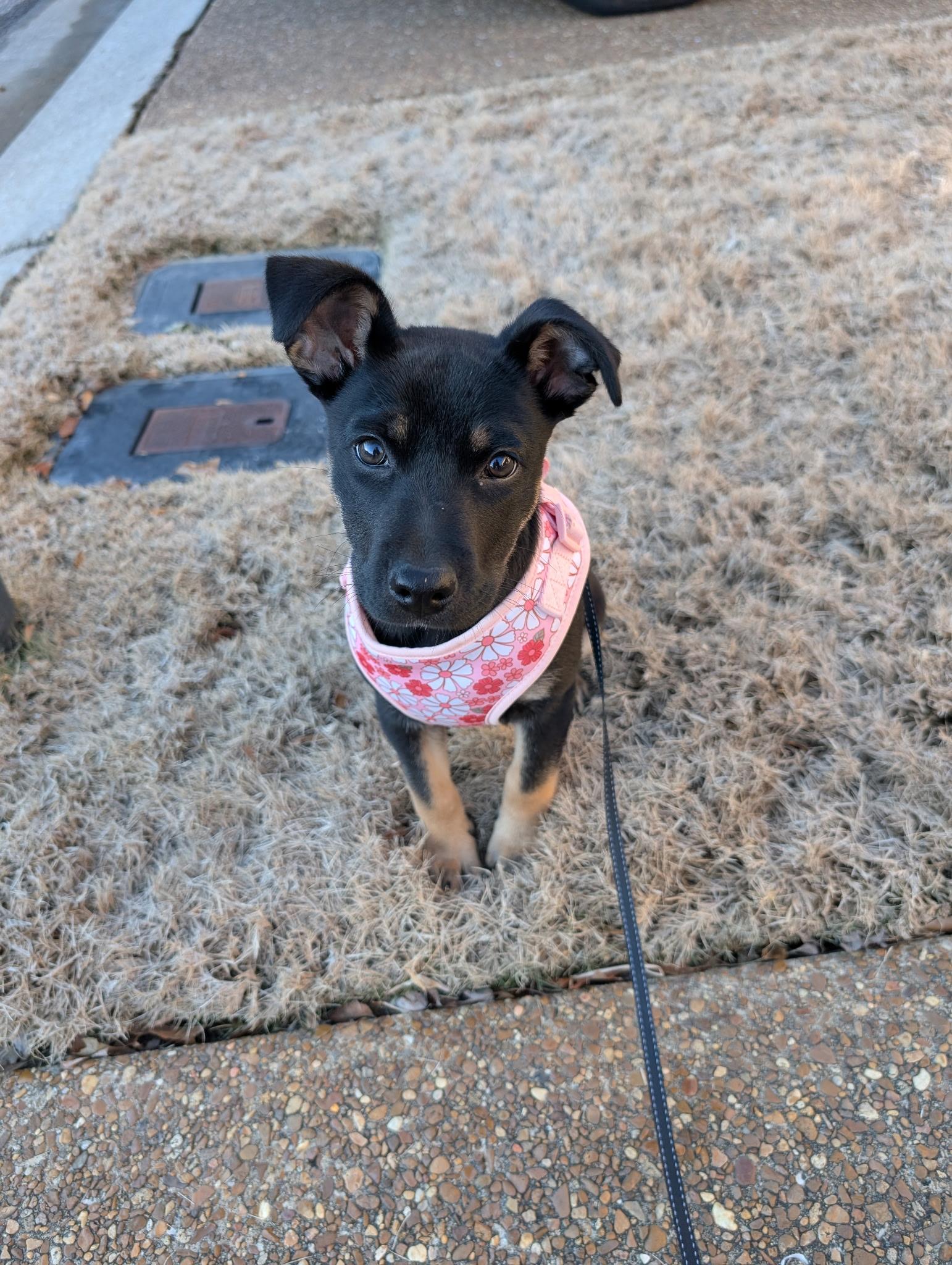 Sadie2, a Adoptable mixed breed in Lakeland, TN image 4/6