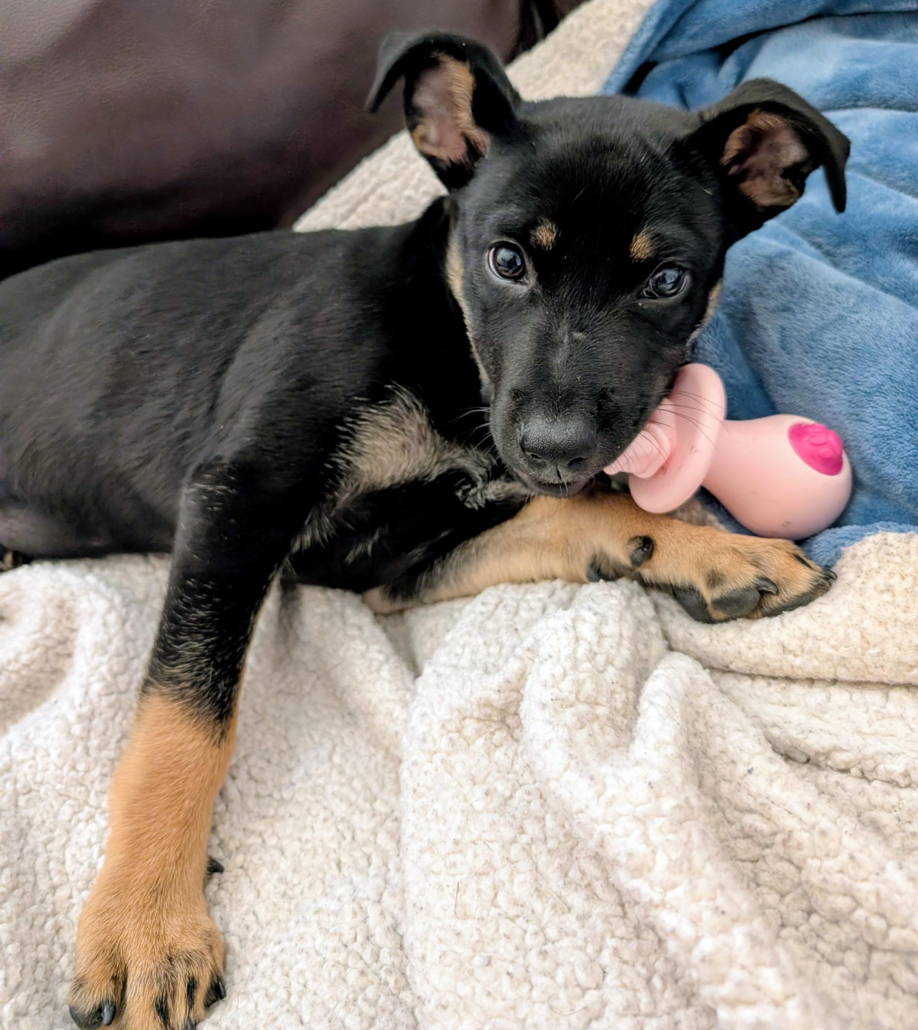 Sadie2, a Adoptable mixed breed in Lakeland, TN image 6/6