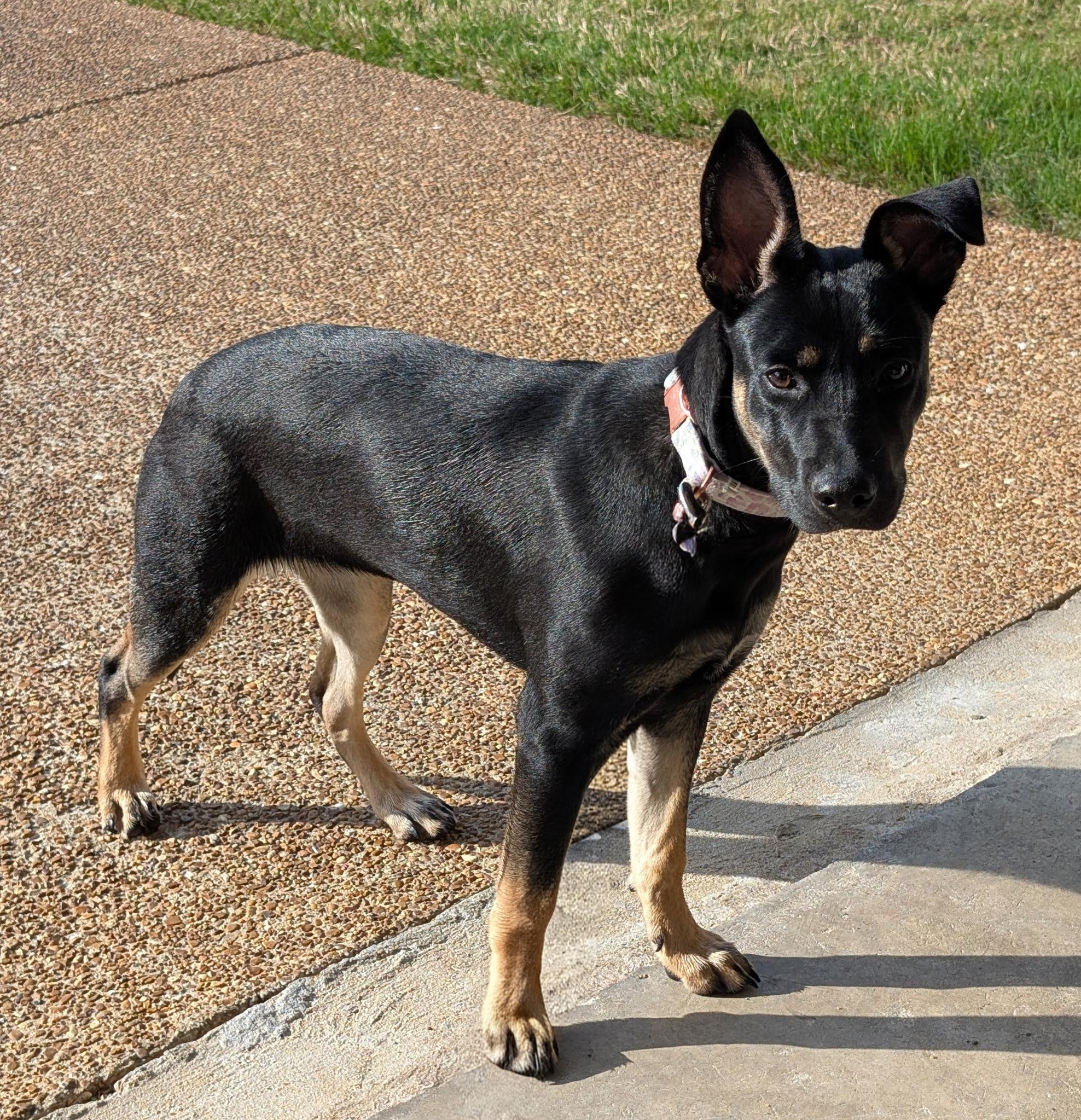 Sadie2, Adoptable, Young Female Dutch Shepherd & Terrier.