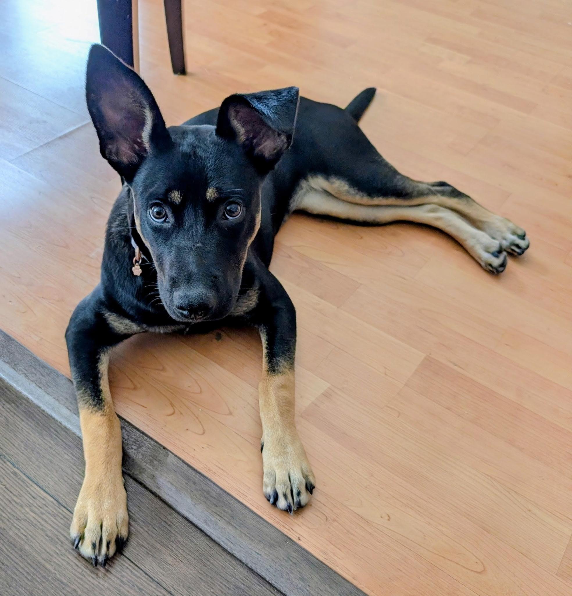 Enlarge Sadie2, a Adoptable mixed breed in Lakeland, TN image 2/6