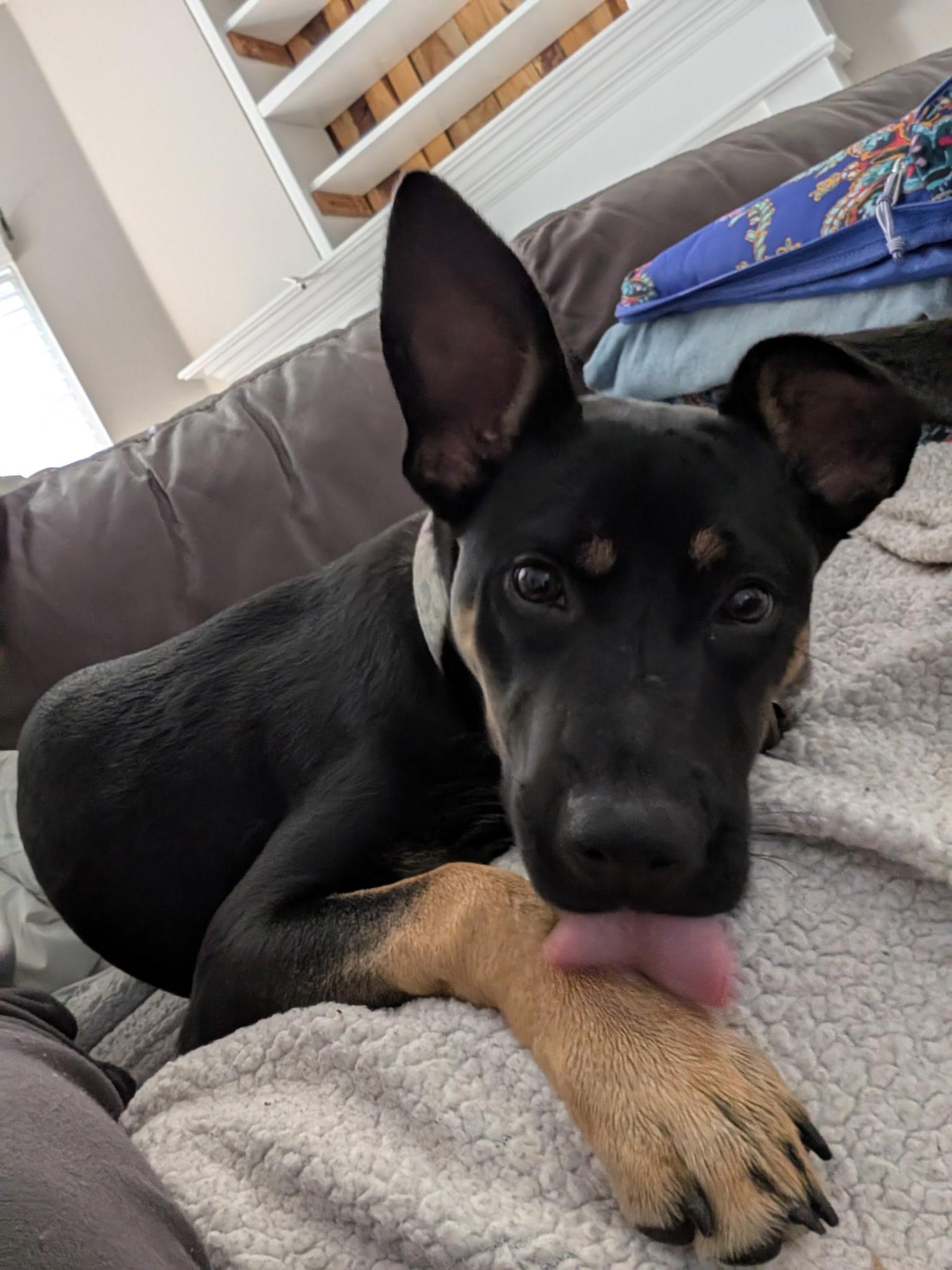 Enlarge Sadie2, a Adoptable mixed breed in Lakeland, TN image 6/6