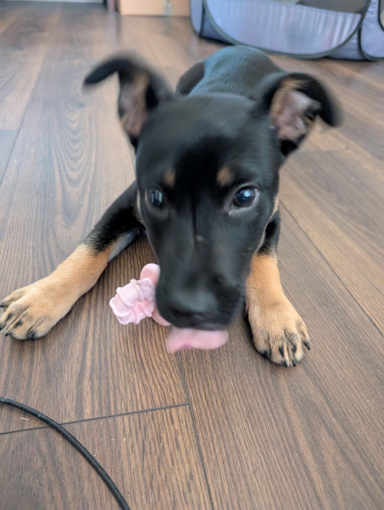 Sadie2, a Adoptable mixed breed in Lakeland, TN image 1/6