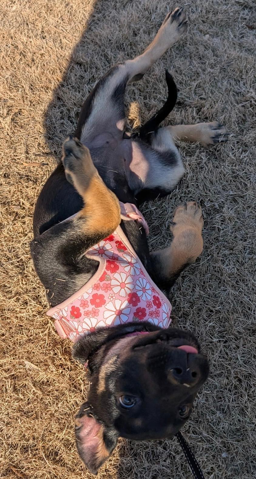 Sadie2, a Adoptable mixed breed in Lakeland, TN image 2/6