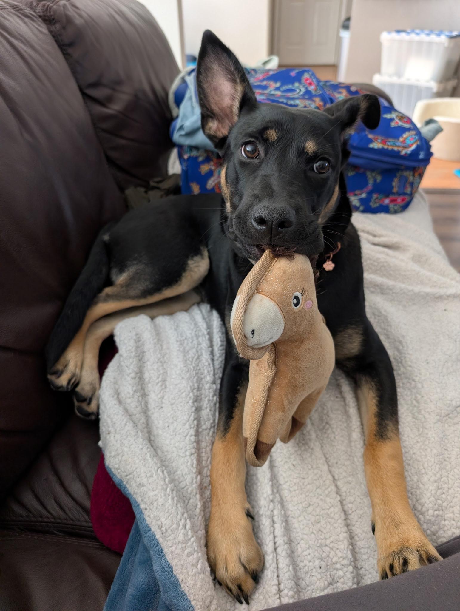 Enlarge Sadie2, a Adoptable mixed breed in Lakeland, TN image 3/6