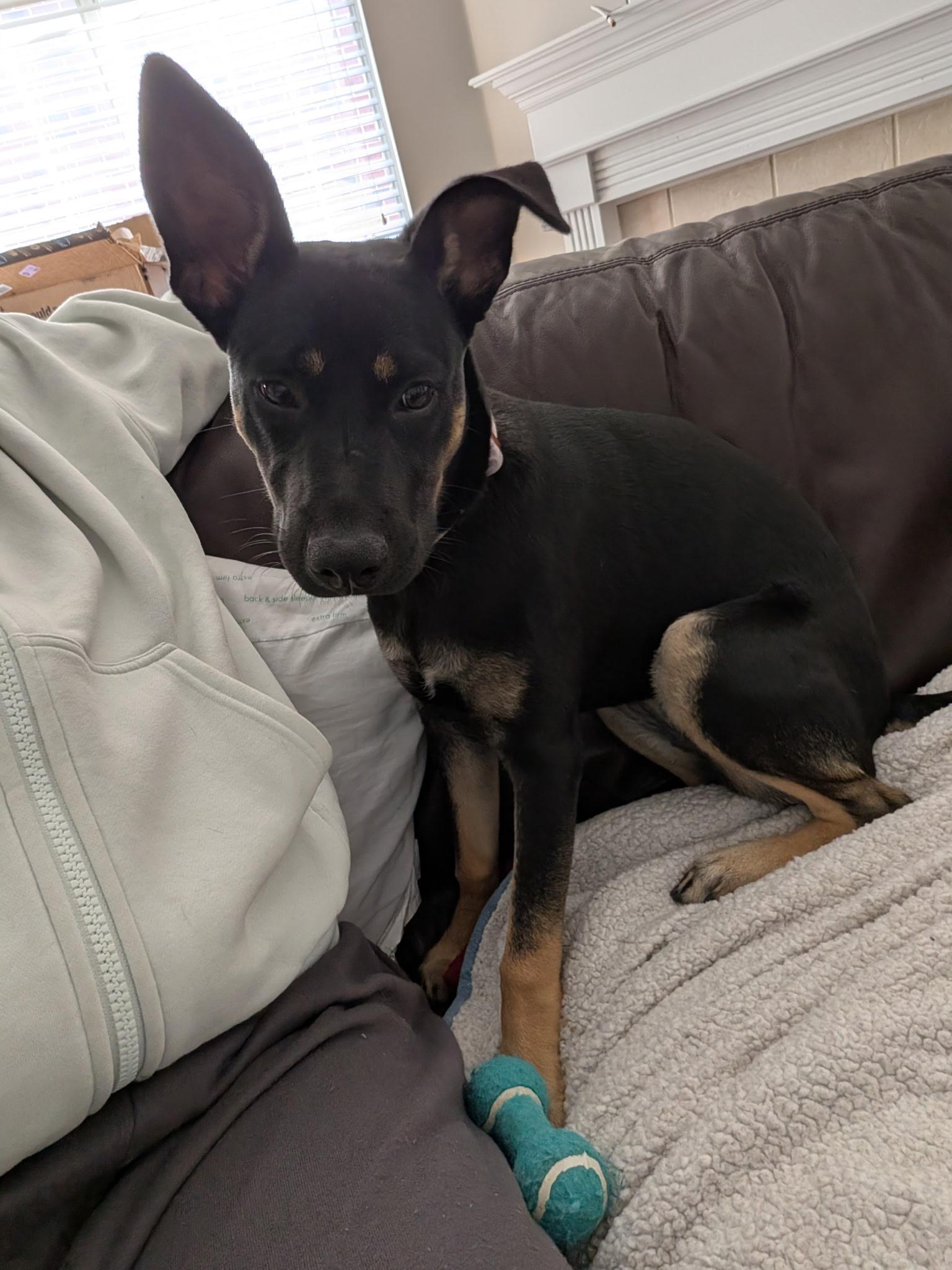 Enlarge Sadie2, a Adoptable mixed breed in Lakeland, TN image 5/6