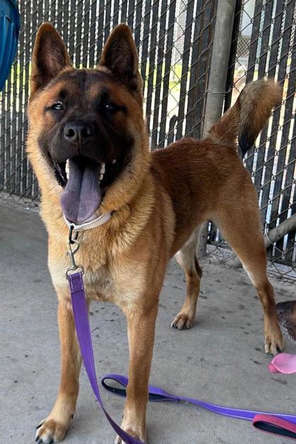 Enlarge Graham, a Adoptable mixed breed in Savannah, GA image 1/1
