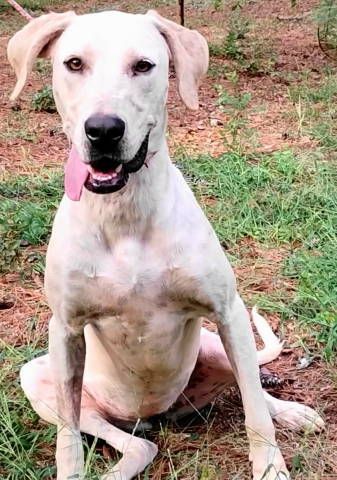 Cora, Adoptable, Young Female English Pointer.