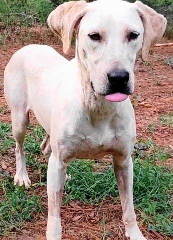 Cora, a Adoptable English Pointer image 2/6