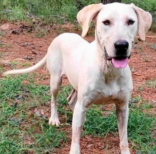 Cora, a Adoptable English Pointer image 4/6
