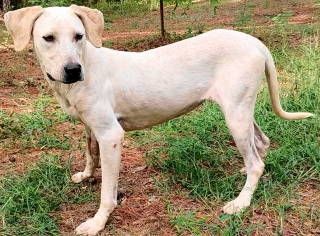 Cora, a Adoptable English Pointer image 5/6