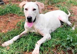 Cora, a Adoptable English Pointer image 6/6