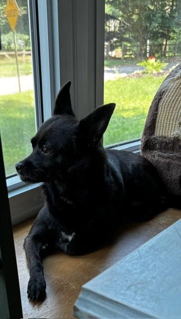 Enlarge Ebony, a Adoptable Chihuahua in Maple Grove, MN image 3/6