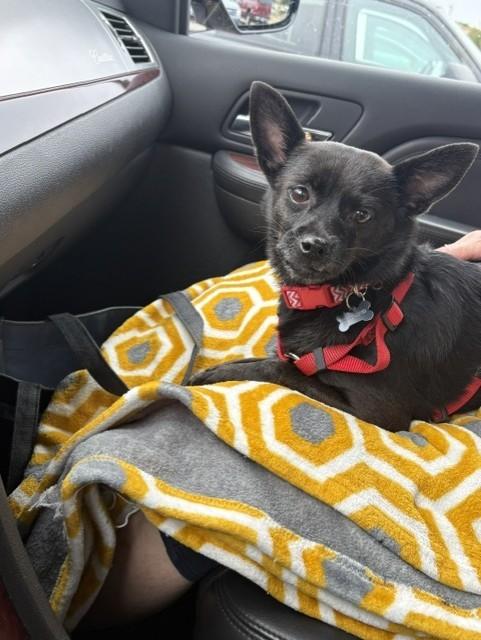 Ebony, Adoptable, Adult Female Chihuahua.