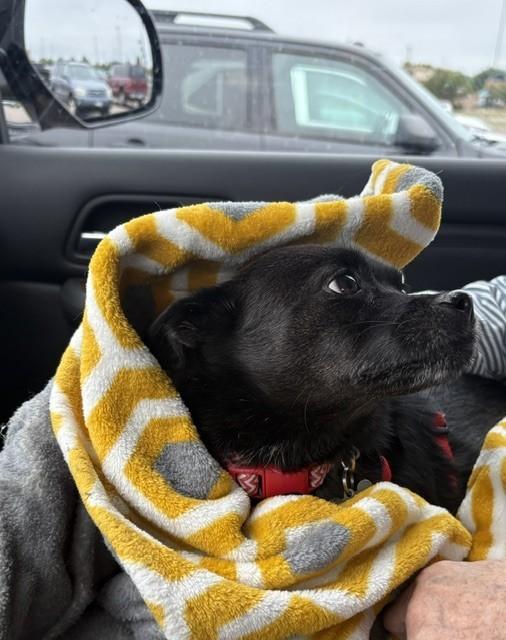Enlarge Ebony, a Adoptable Chihuahua in Maple Grove, MN image 2/6