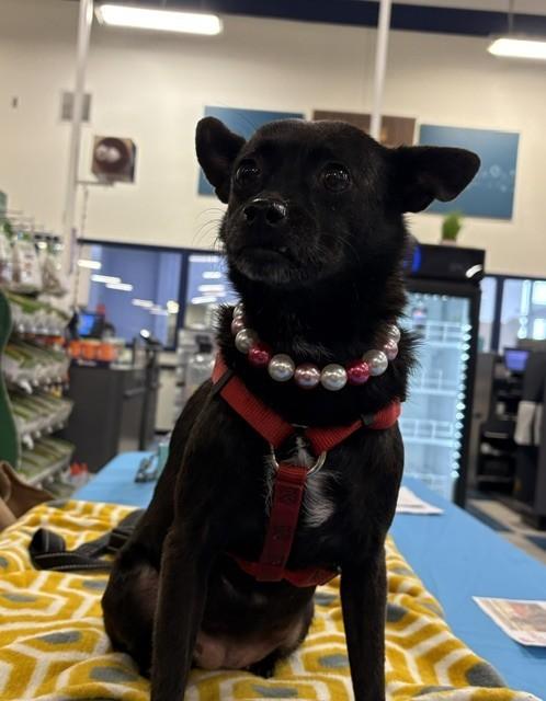 Enlarge Ebony, a Adoptable Chihuahua in Maple Grove, MN image 4/6