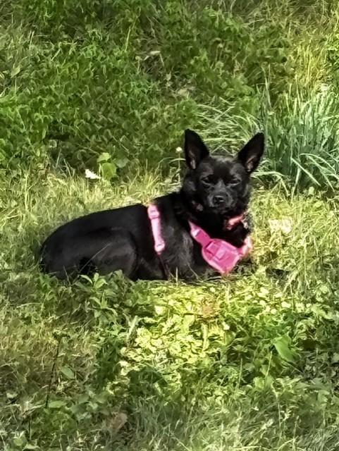 Enlarge Ebony, a Adoptable Chihuahua in Maple Grove, MN image 5/6