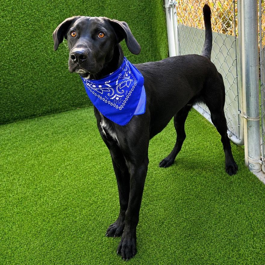 Marlin, adopted, Young Male German Shepherd Dog & Mixed Breed.