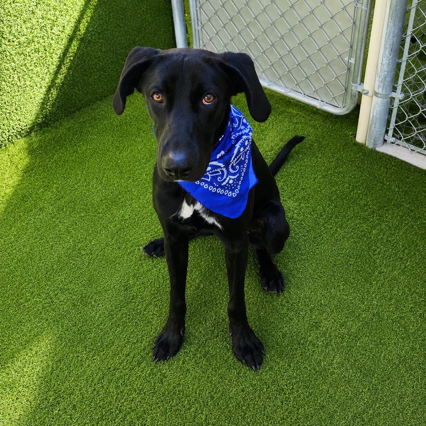 Enlarge Marlin, an adopted mixed breed in Houston, TX image 2/6