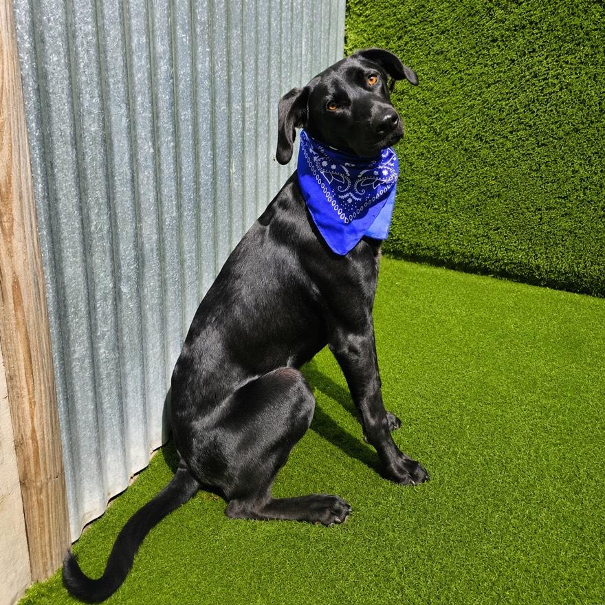 Enlarge Marlin, an adopted mixed breed in Houston, TX image 4/6