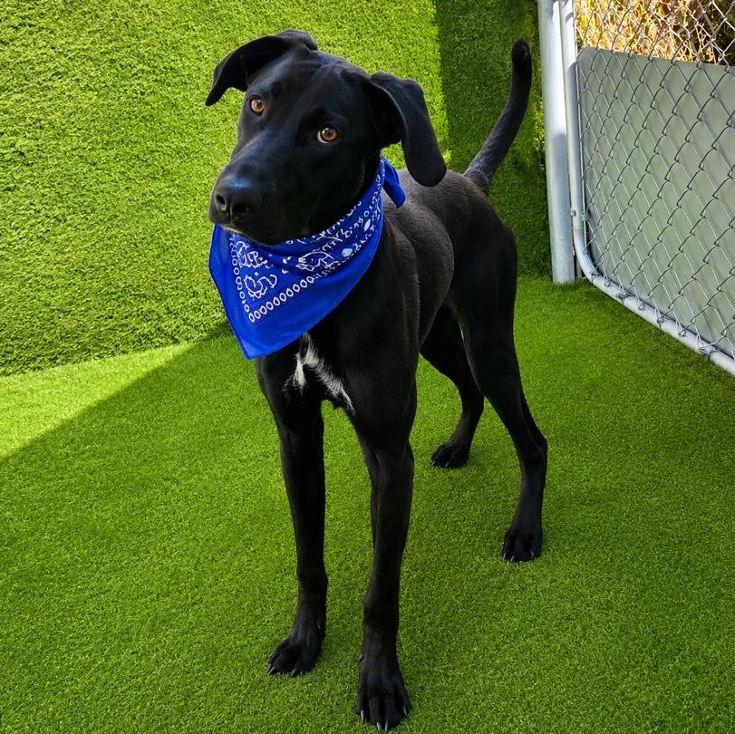 Enlarge Marlin, an adopted mixed breed in Houston, TX image 5/6