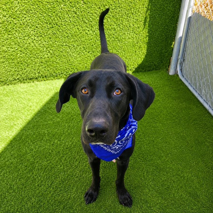 Enlarge Marlin, an adopted mixed breed in Houston, TX image 3/6