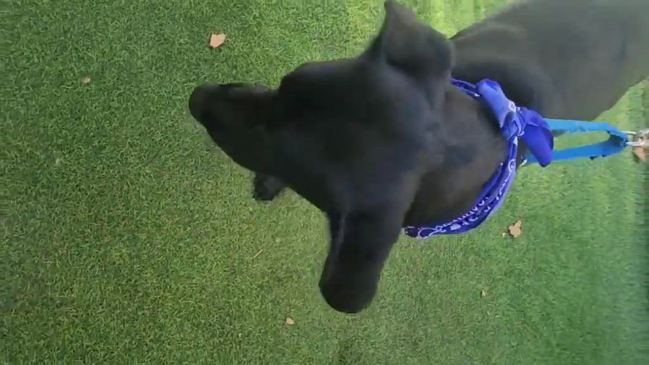Enlarge Marlin, an adopted mixed breed in Houston, TX video 6/6