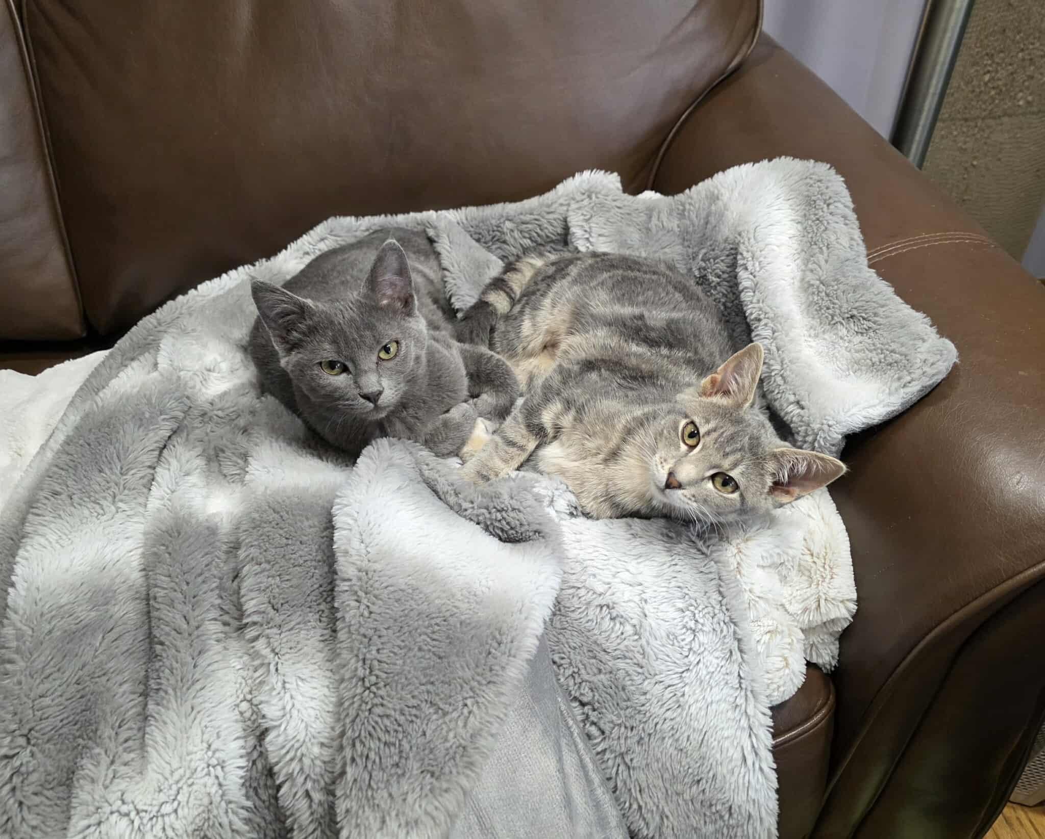 Cid & Sweet Pea, a Adoptable Domestic Short Hair in De Pere, WI image 1/3