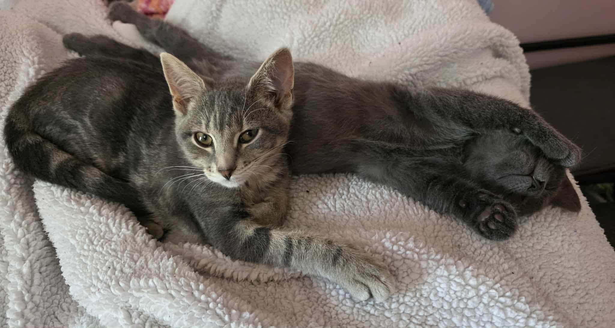 Cid & Sweet Pea, a Adoptable Domestic Short Hair in De Pere, WI image 3/3