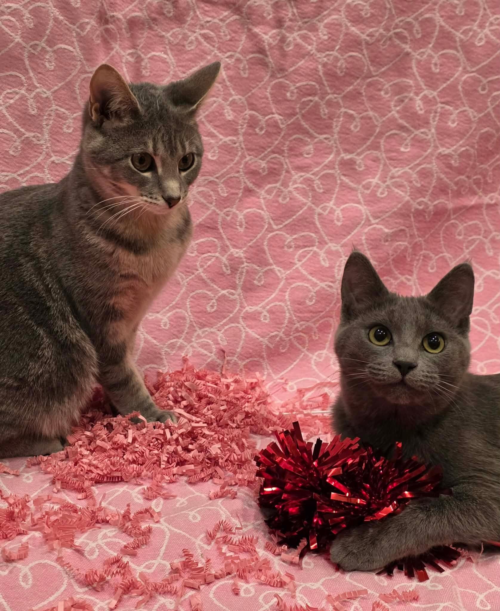 Cid & Sweet Pea, Adoptable, Young Female Domestic Short Hair.
