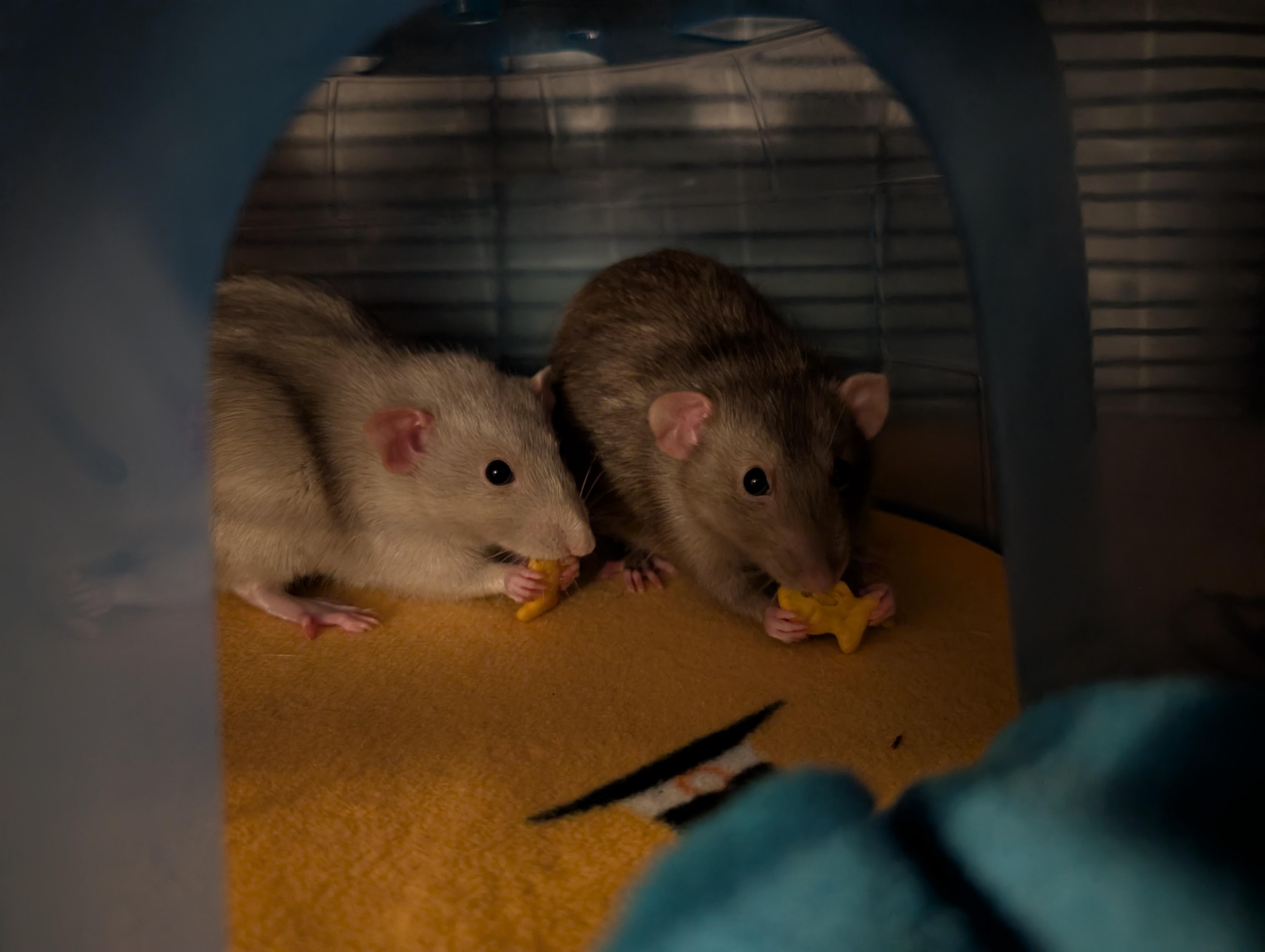 Enlarge Cassette, an adoptable Rat in Saint Paul, MN image 1/5