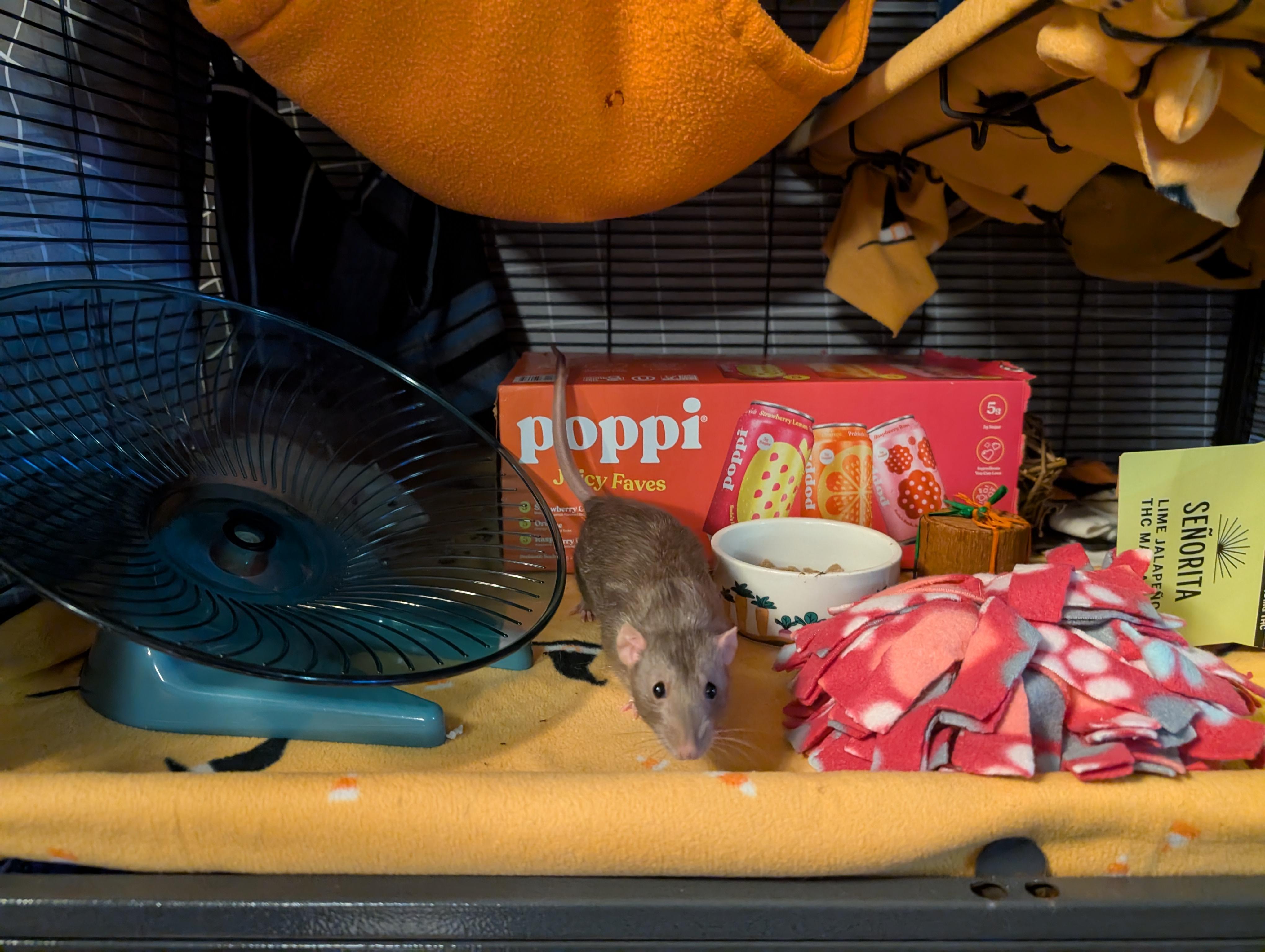 Enlarge Cassette, an adoptable Rat in Saint Paul, MN image 4/5