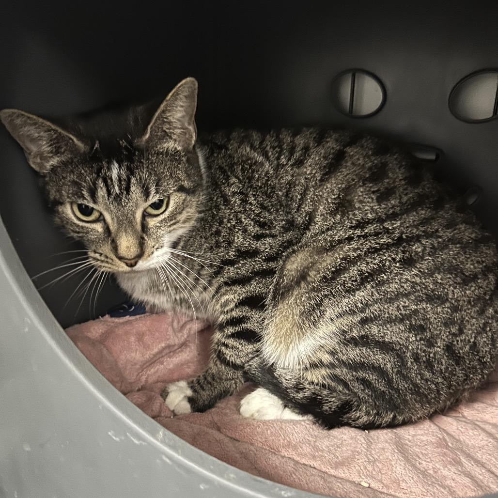 Momma Mia, a Adoptable Domestic Short Hair in Houston, TX image 1/3