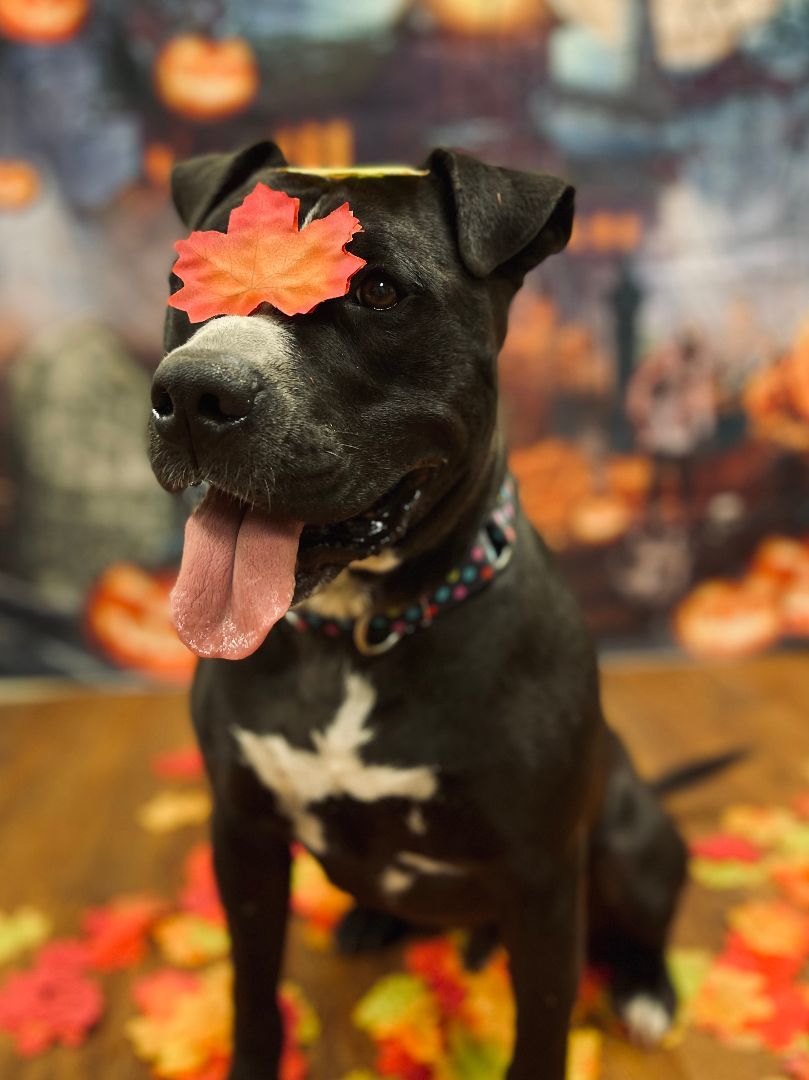 Enlarge Ant Man, a Adoptable mixed breed in Lake Odessa, MI image 1/12