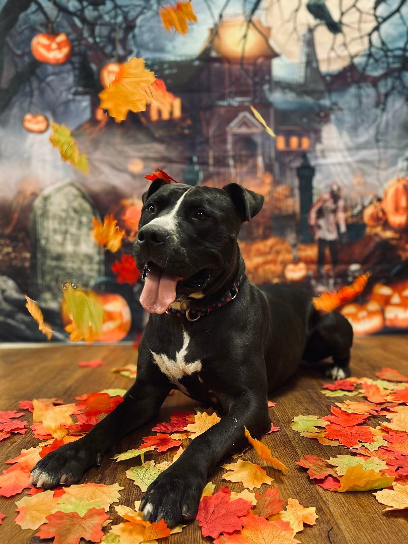 Enlarge Ant Man, a Adoptable mixed breed in Lake Odessa, MI image 2/12